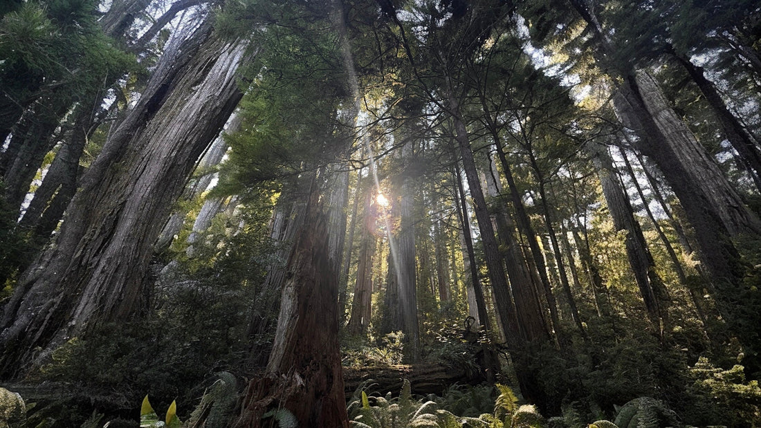 Cinnamon Whiskey Glow