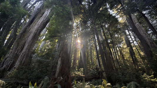 Cinnamon Whiskey Glow